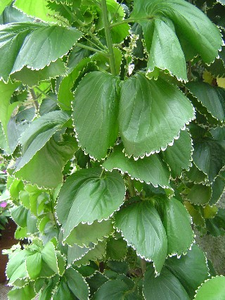 Lacy Leaves